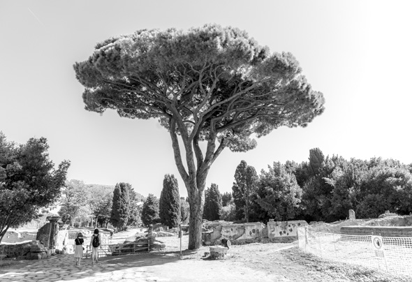 Roman trees